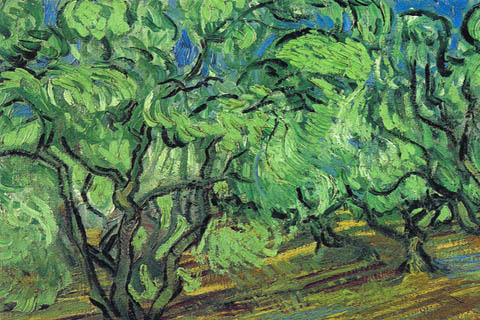 《橄榄树》-文森特·威廉·梵高(橄榄树-文森特·威廉·梵高-荷兰 )