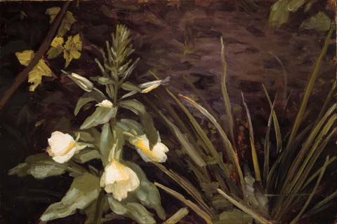(Valdemar Schonheyder Moller Flowering evening primrose)