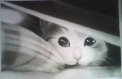 素描小猫