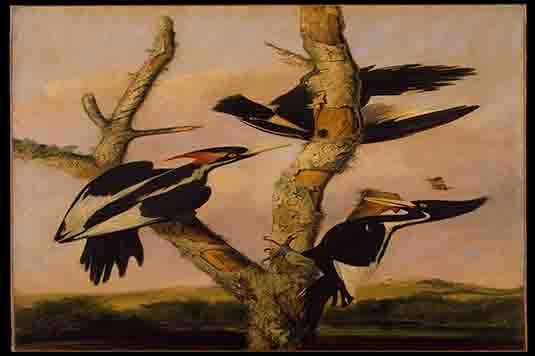 约瑟夫巴塞洛缪基德（1808年至1889年）象牙嘴啄木鸟